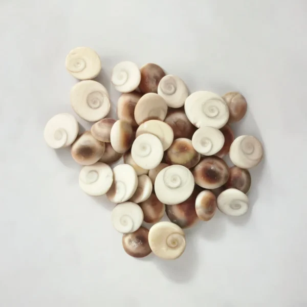 Natural Gomati Chakra stones for vastu and spiritual puja use