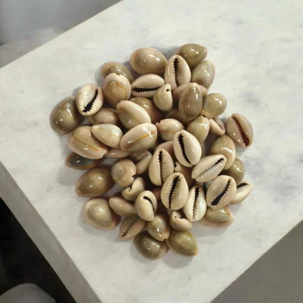 Bulk natural cowrie shells for home decor, pooja rituals, jewelry making, and craft projects