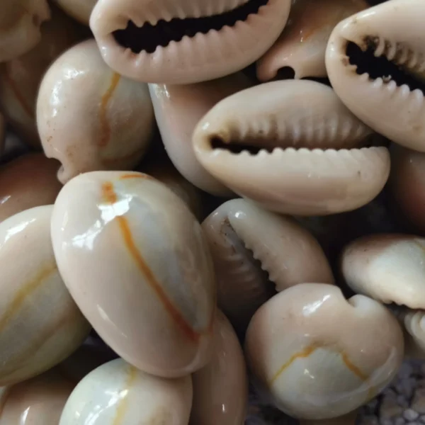 Close-up view of natural polished cowrie shells used for spiritual rituals, crafts, and home decor
