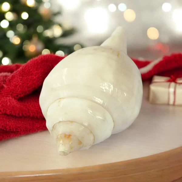Right-handed shankh used in Hindu aarti and temple ceremonies