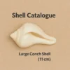 11 cm natural conch shell for puja and vastu rituals