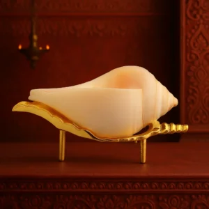 Original white conch shell with smooth spiral design for spiritual use